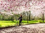 rowerem wśród kwiatów
